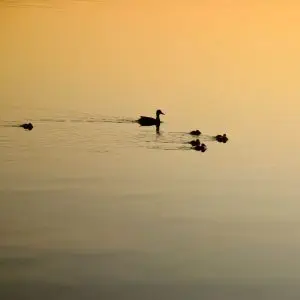 A group of ducks swimming in a lake at sunset. A group of ducks swimming in a lake at sunset.