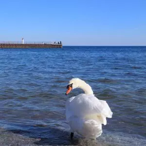 A white swan standing in the water near a pier.
