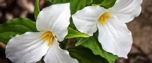 Two white trillium flowers with yellow centers.