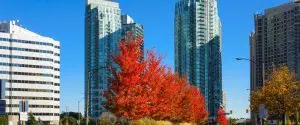 A city with tall buildings and trees in the fall. A city with tall buildings and trees in the fall.